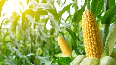 Maize in field with corb ears in foreground.
