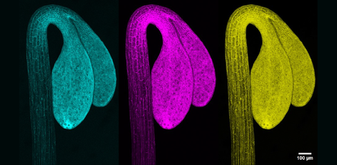Confocal imaging of FRET biosensor in Arabidopsis apical hook. Image by Maxime Josse.