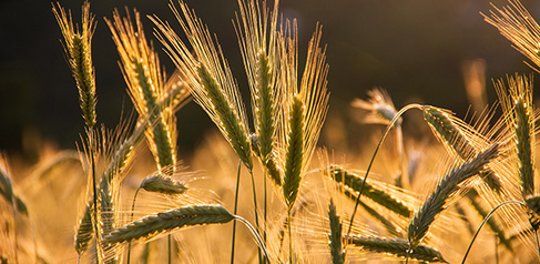 Barley growing in field