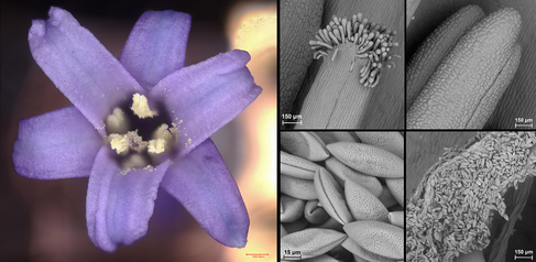 British bluebell flower imaged under a white light and scanning electron microscope showing details of stigma and anthers. Images by Gareth Evans and Trevor Groves FRMS.