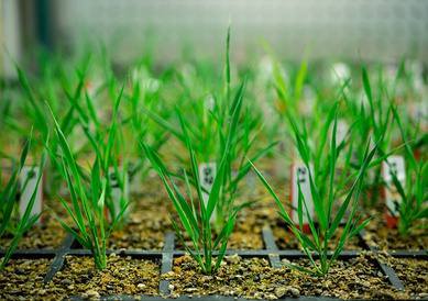 Close-up of young Brachypodium plants growing in cellular trays of compost. Image by Nataliia Kuksa.