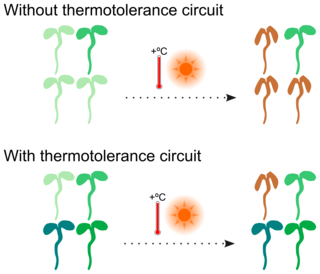 Gene circuits will be tested for their ability to enhance traits like thermotolerance and drought resistance in Arabidopsis thaliana plants. Graphic by Chris Micklem.