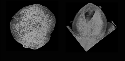 3D reconstruction of Marchantia (left) and barley meristem using the new Flip-Flap protocol