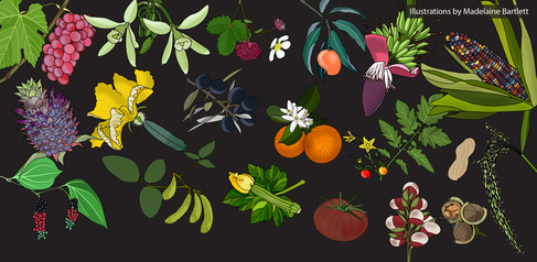 Some of the  284 species of plants included in Conservatory data set. Illustrations by Professor Madelaine Bartlett.
