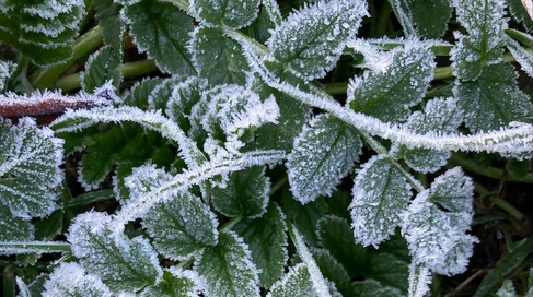 Frost on green leaves