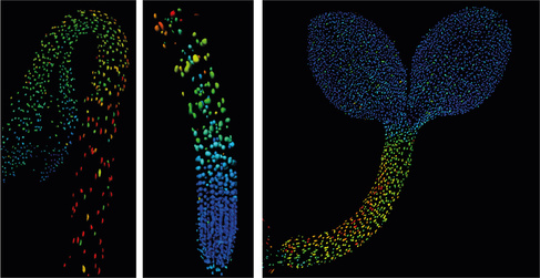 Biosensor imaging of a seedling, measuring how the concentrations of the plant hormone gibberellin change as the plant grows. Credit: Annalisa Rizza.