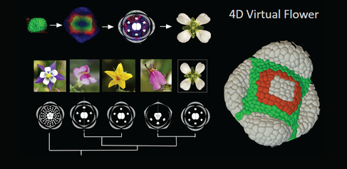 Images and graphics of early flower development patterns in different flowers, including the model flower Arabidopsis, which will be studied in the RESYDE project. Image on right of model of 4D virtual flower in early development.