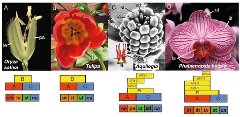 Evolutionary conservation of the ABC model and its variants. Images of four flower examples - grass, tulips, columbine and orchid.