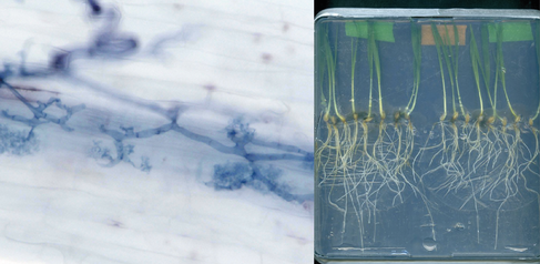 Light microscopy image of a beneficial arbuscular mycorrhiza fungus colonising a barley root (left) and Barley seedlings grown in the laboratory and infected with the root rot fungus Bipolaris sorokiniana resulting in root browning symptoms (right).