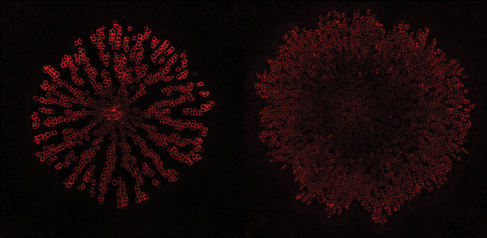 Cross section of hypocotyl of 8-week-old Arabidopsis thaliana. The ovac mutant displays enhanced secondary vessel differentiation (red) at the expense of parchenchyma cells. 