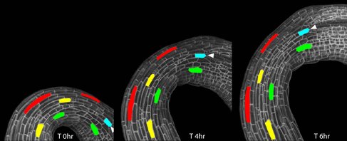 Light induced apical hook opening