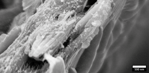 Liriodendron tulipifera wood ultrastructure as seen under a cryo-SEM