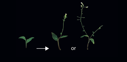 Section of Arabidopsis stem with two axillary buds and their associated leaves. Local and systemic signalling signalling network influences whether one bud grows and rapidly inhibits the other (middle) or whether both buds grow simultaneously.