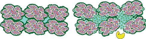 Model of poplar macrofibril assembly without (left) and with callose deposition (right).