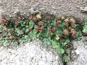 Marchantia polymorpha growing between pavement cracks. Image by Sebastian Schornack