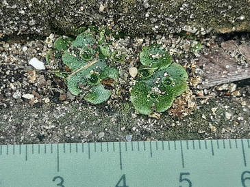 Marchantia polymorpha at base of brick wall