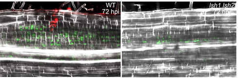LSH genes are required for the development of nodule primordia that can support bacterial colonisation