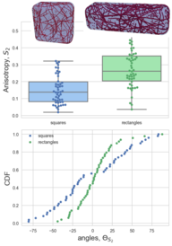 3D model simulations for microtubules in a rectangle and square cell geometry (Tamsin Spelman)