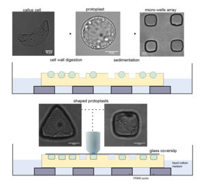 Experimental set-up used for the confinement of protoplasts in different geometries (Pauline Durand)