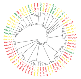 The Paszkowski research team mapped the Rider elements on a phylogenetic tree to gain a better understanding of how old the different Rider transposons are in evolutionary terms.