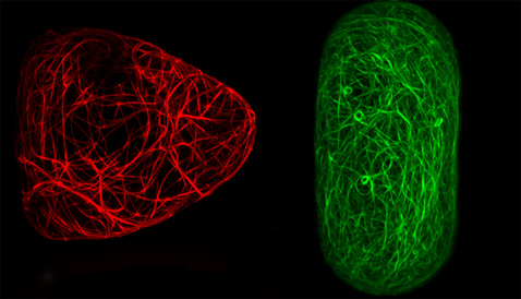 Cells in tight spaces (Pauline Durand)