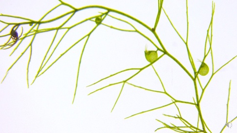 The aquatic carnivorous plant Utricularia gibba that Chris Whitewoods developed as a model plant for further research.