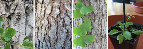 The four plants analysed, from left, poplar, spruce, ginkgo and Arabidopsis thaliana.