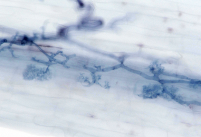 Light microscopy image of a beneficial arbuscular mycorrhiza fungus colonising a barley root. Image by Sabine Brumm