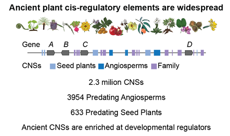 Ancient cis-regulatory sequences identified in Conservatory