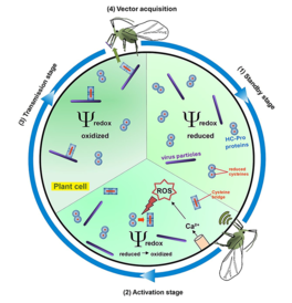 Aphid feeding triggers a redox-dependent switch during TuMV transmission