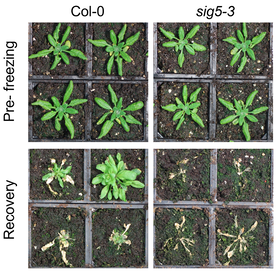arabidopsis survival to freezing (2h at -2.0 C followed by 24h at -7.0 C and finally -9.0 C)