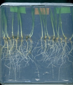 Barley seedlings grown in the laboratory and infected with the root rot fungus Bipolaris sorokiniana.