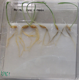 Barley seedlings infected with a root pathogen.