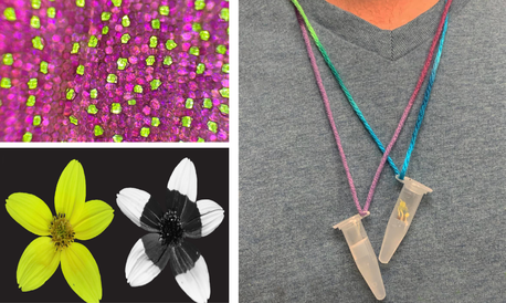 Hexagon shaped cells of Tradescantia (top left), Biden flowers under white and UV light, and seed necklaces (right)