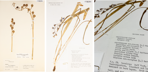 GCE herbarium specimens of bluebells showing fruit and a sample collected in Cambridge with different synonyms for Hyacinthoides non-scripta listed on the label. Imaged by Weina Jin (CGE). 