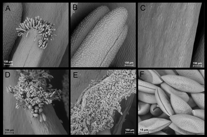 Scaning electron microscope images of a British bluebell (Hyacinthoides non-scripta). Images by by Trevor Groves FRMS.