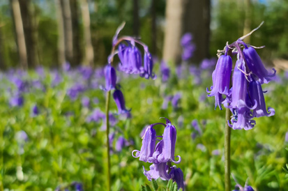 British bluebell flowers with their characteristic drooping habit in a Cambridgeshire woodland in April 2026. Image by Kathy Grube.