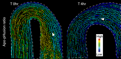 Changes in apoplastic pH and auxin and relationship with growth and hook opening