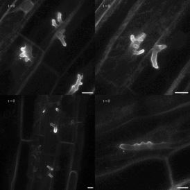 Composite time-lapse video of membrane-associated P24Y signal at the tips of intracellular fungal structures as they expanded over time. Imaging by Alex Guyon.