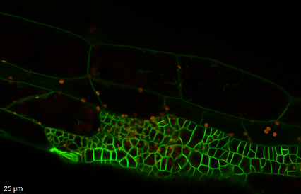 Confocal microscopy images of an Arabidopsis thaliana hypocotyl where localised sectors of over expressing CYCD3-1 gene-Image by Mahwish Ejaz