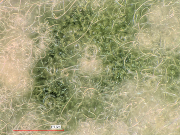 Digital microscope image of woolly fibres on Dionysia tapetodes (1,000x magnification). Image by Gareth Evans.