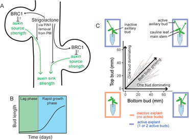 A stem segment with two axillary buds illustrates two regulatory hubs controlling shoot branching (i) local expression of the transcription factor BRC1, a repressor of bud activation, and (ii) systemic regulation of the auxin transport network.