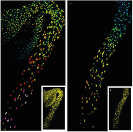 Depletion of hypocotyl GA can be better detected with nlsGPS2 - Emission ratios of nlsGPS1 and nlsGPS2 in 3 d dark-grown hypocotyls (6 h dark control) and hypocotyls transferred to light for 6 h