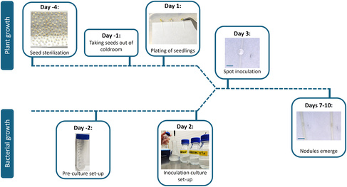 Graphical Abstract-Wickens et al