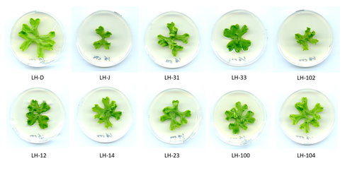 The next batch of three week old liverwort samples growing on media plates