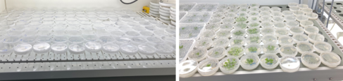 Great British Liverwort Hunt - Lunularia on left and Marchantia on right growing on plates in growth chamber