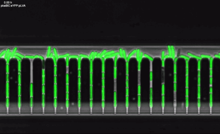 A time-lapse movie of a WT cyanobacteria strain in a Green Mother Machine. The strain expresses a pkaiBC:eYFP:fsLVA transcriptional reporter (shown in green), which displays circadian oscillations. Cells are entrained in the chip. Credit: Sasha Eremina.