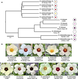 Phylogenetic relationships between the Hibiscus species of the Trionum complex. (a) Phylogenetic tree highlighting relationships between species and populations. Unless stated, all nodes are perfectly supported. Branch lengths are shown in coalescent unit