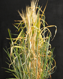 Picture showing a bunch of Hordeum vulgare (barley) on a black background
