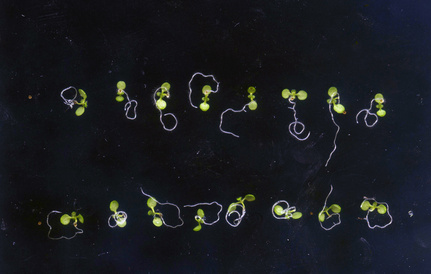 Identical Arabidopsis seedlings